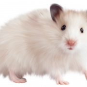 Mouse Animal Free PNG Image