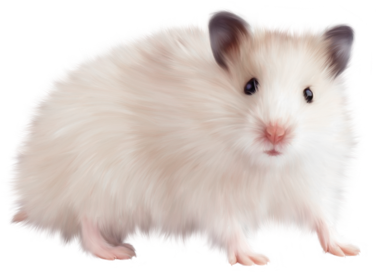 Immagine PNG senza animale mouse