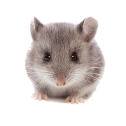 Clipart png animale mouse