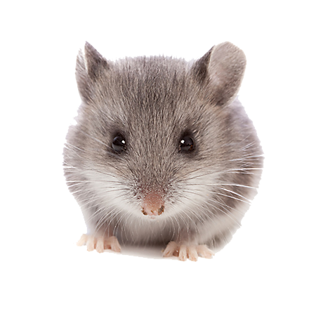 Mouse Animal PNG Clipart