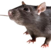 Arquivo PNG de animais de mouse