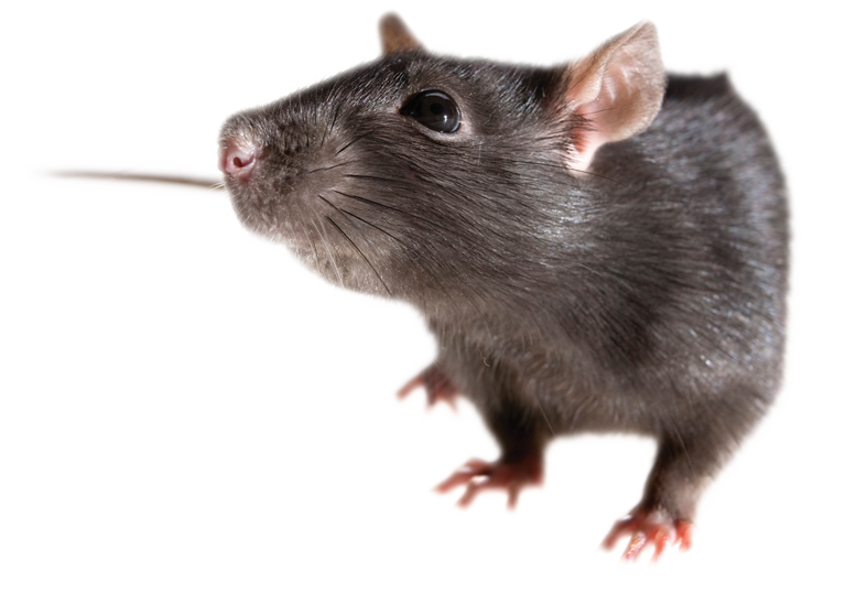 Mouse Animal PNG File - PNG All