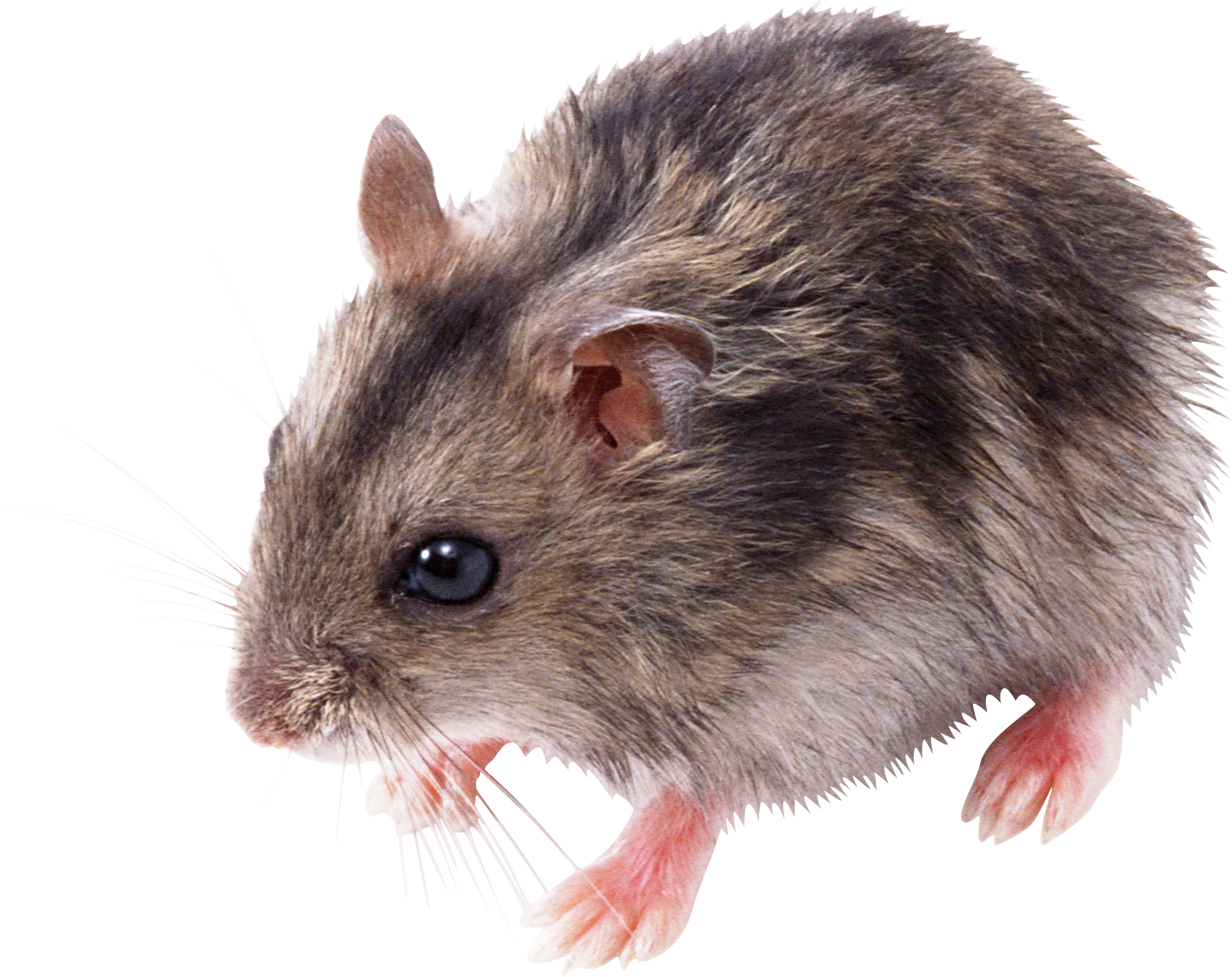 Mouse Animal PNG HD - PNG All