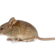 Immagine PNG animale di topo