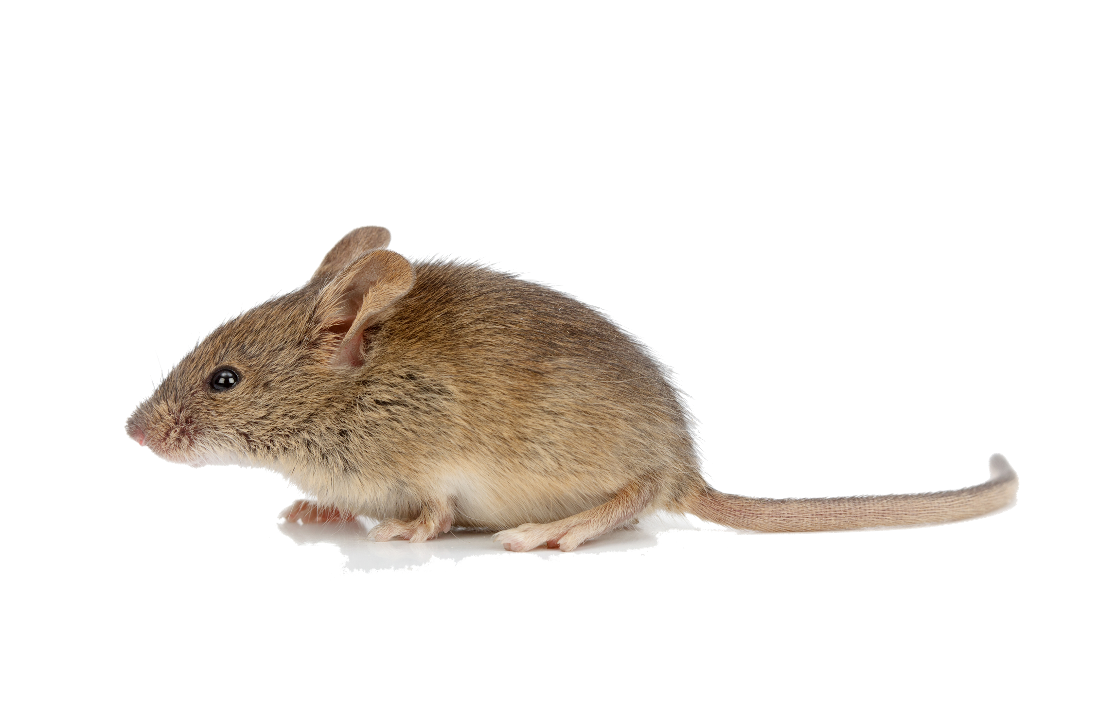 Mouse Animal PNG Picture