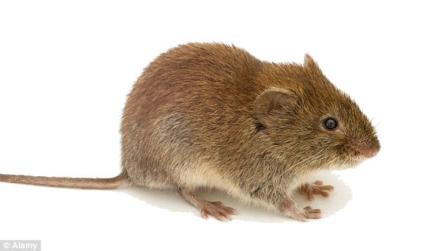 Mouse Animal PNG