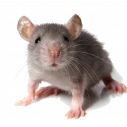 Animal de rato transparente