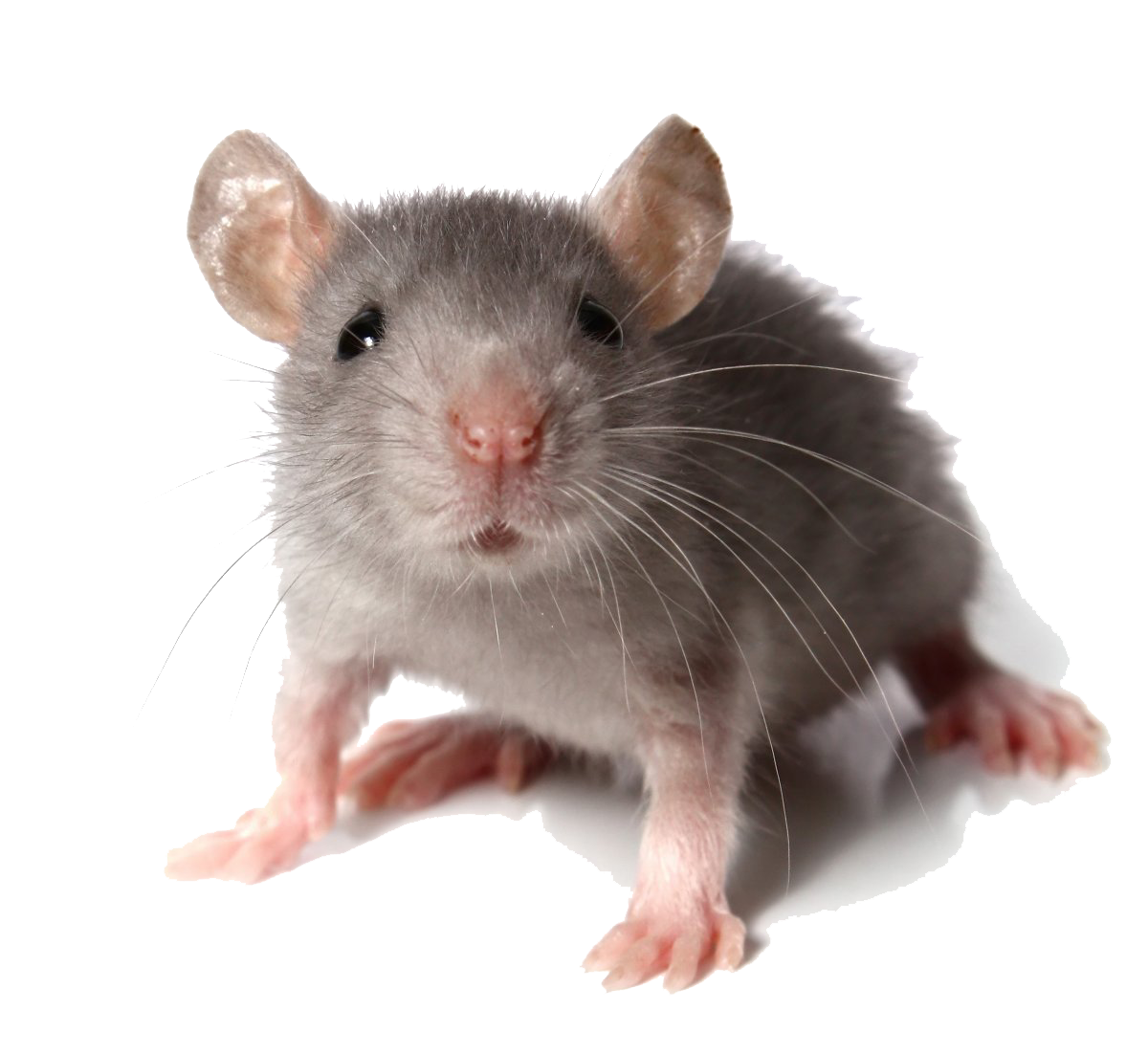 Mouse Animal Transparent - PNG All