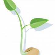 Seed PNG File