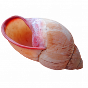 Shell Download png