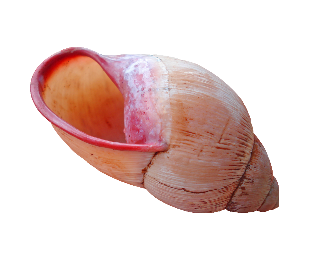 Shell Download PNG