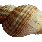 Shell Free Download Png