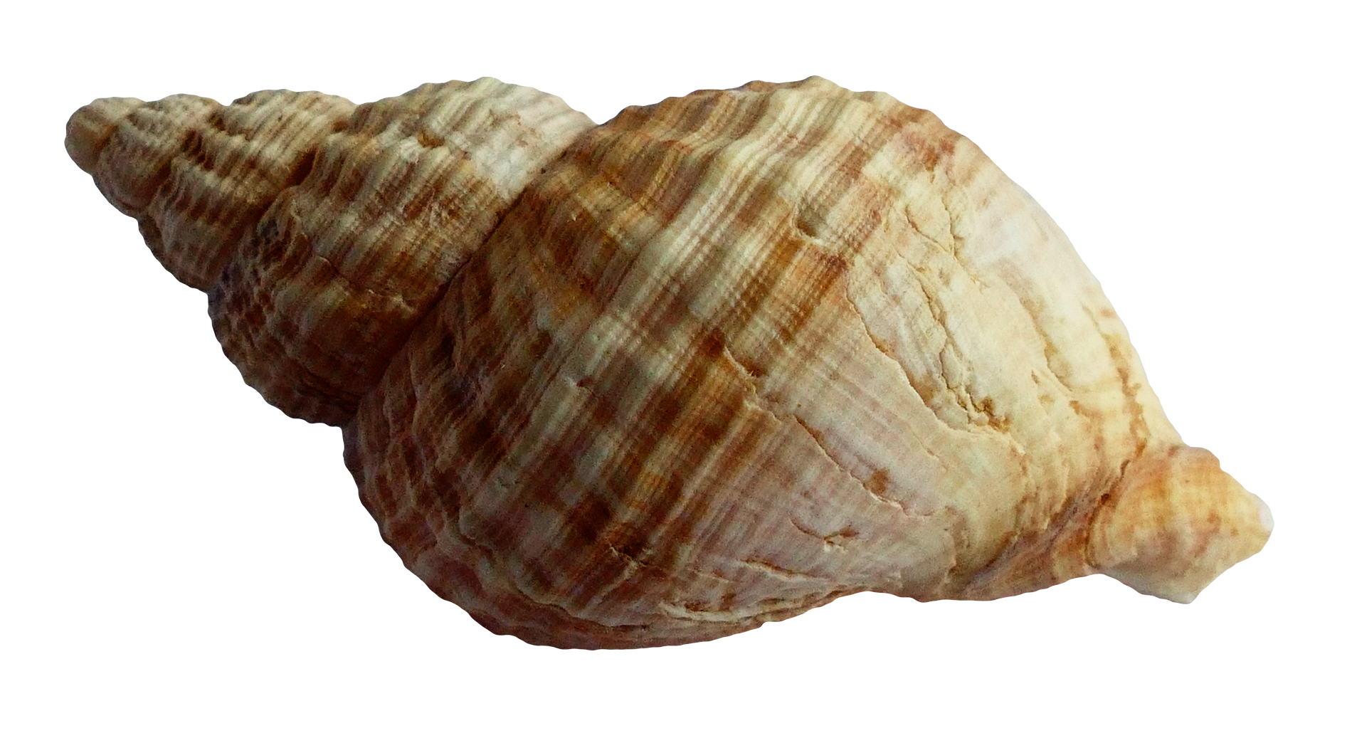 Shell Free Download PNG