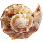 CLIPART PNG SHELL