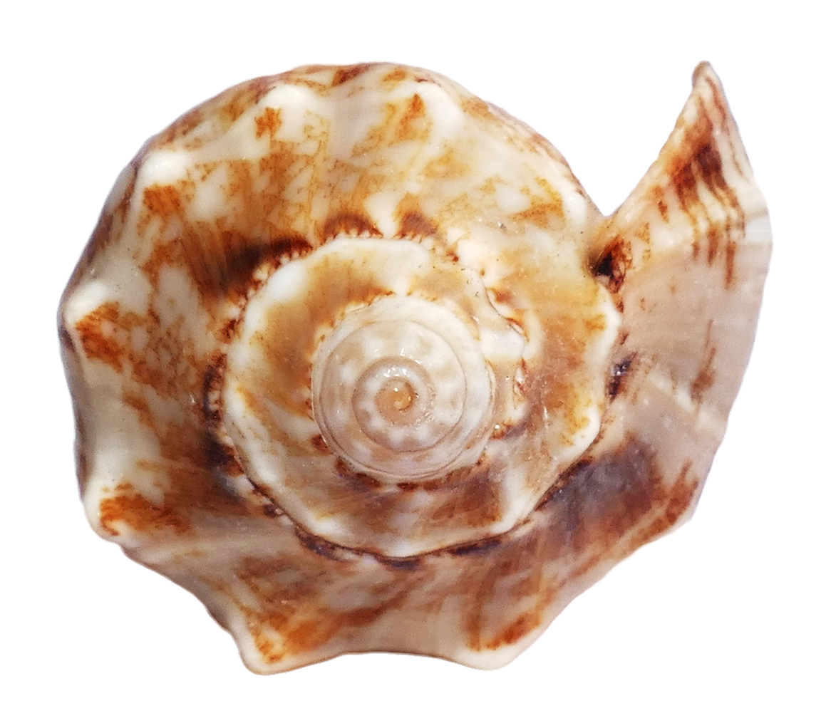Shell Png Clipart