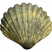 Shell PNG File