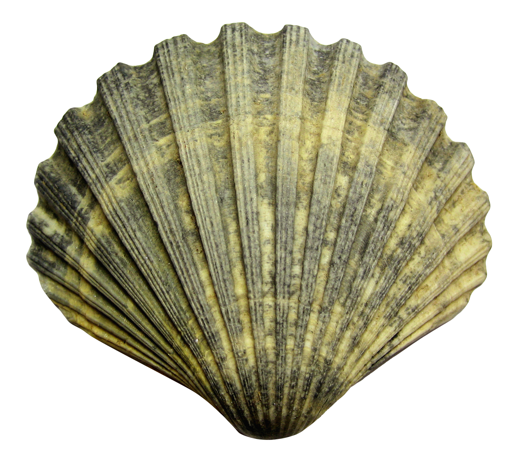 Shell PNG File