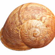 Shell Png HD