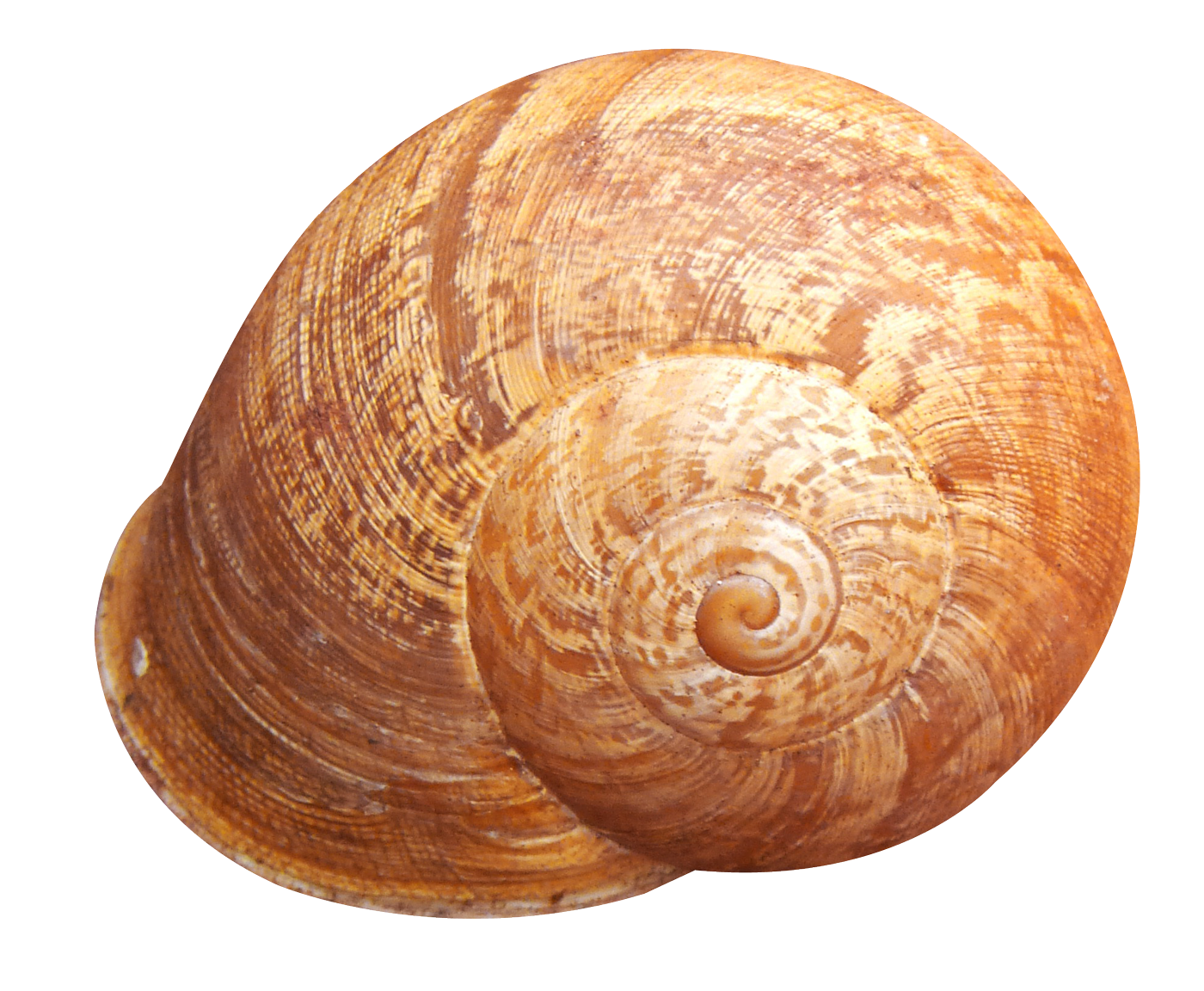 Shell PNG HD