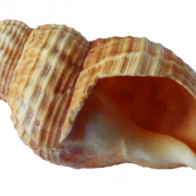 Shell PNG -afbeelding