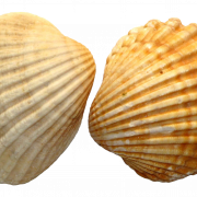 Shell png file immagine
