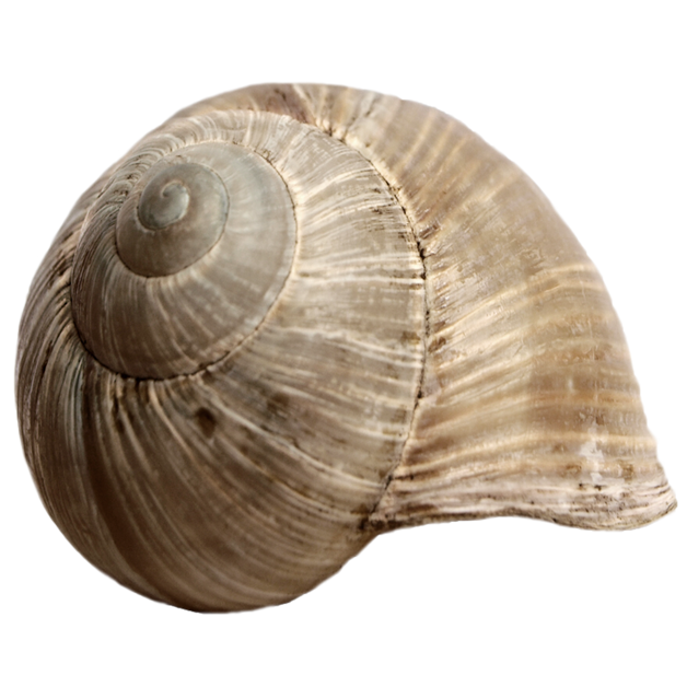 Shell PNG Images