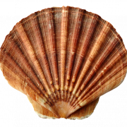 Shell Png Pic