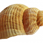 Shell Png Picture