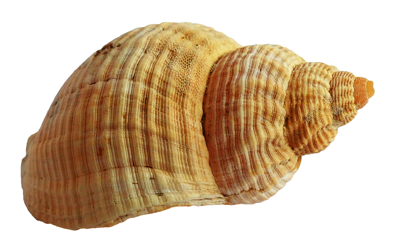 Shell Png Picture