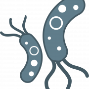 Bacteriën PNG -bestand