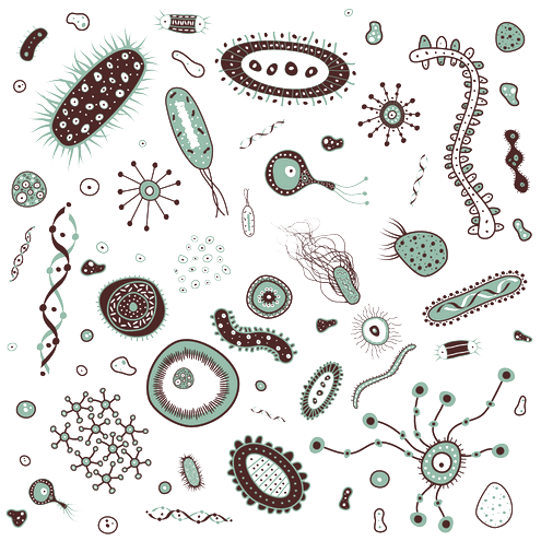 Bacteria PNG Images