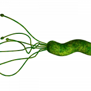 Bacteria PNG Pic