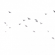 Bird PNG Picture