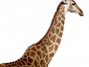 Giraffe ดาวน์โหลด png