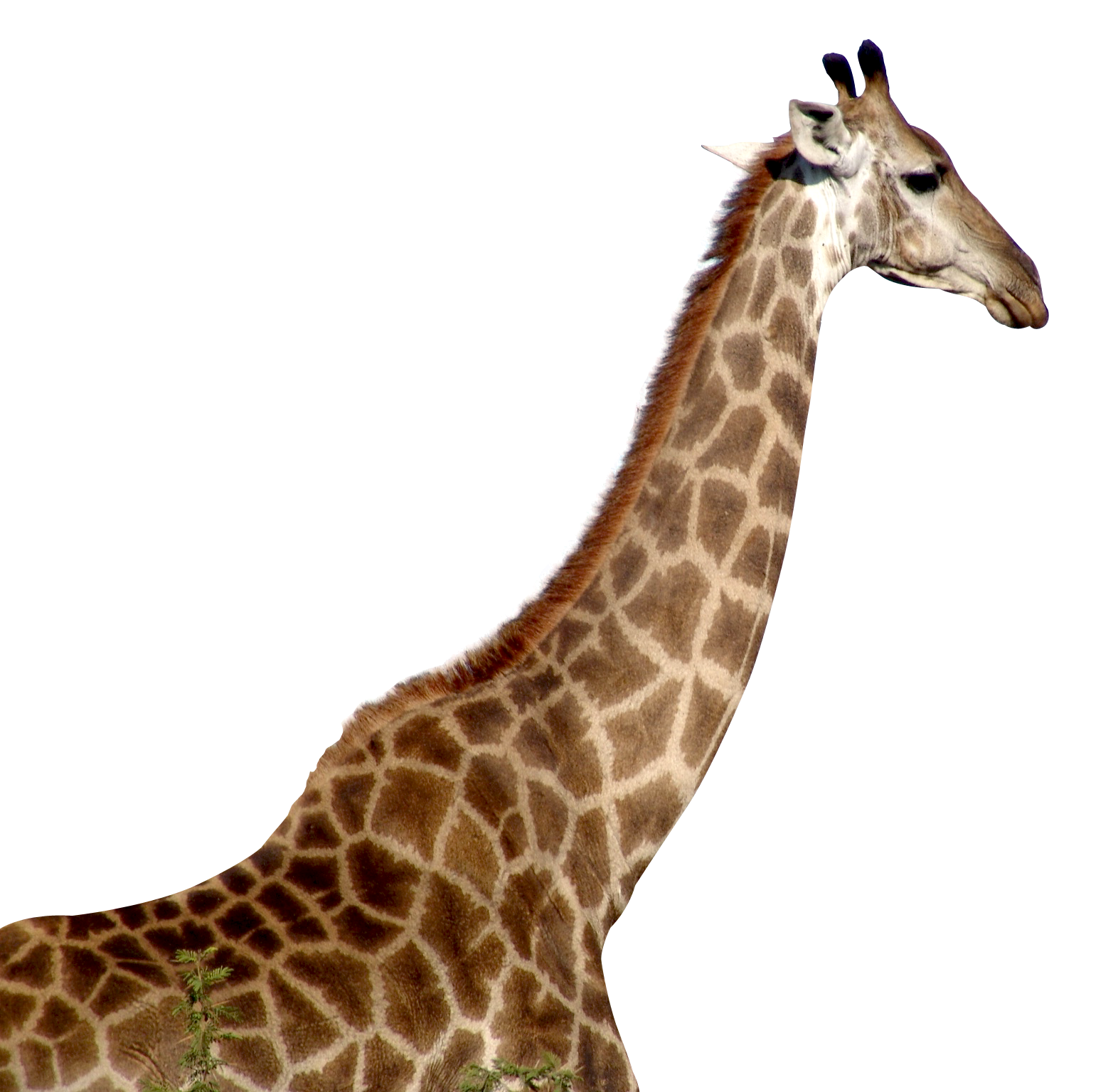Giraffe download png