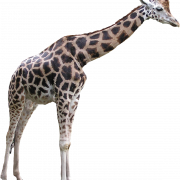 Immagine PNG gratuita per giraffa