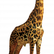 Giraffe High Quality PNG
