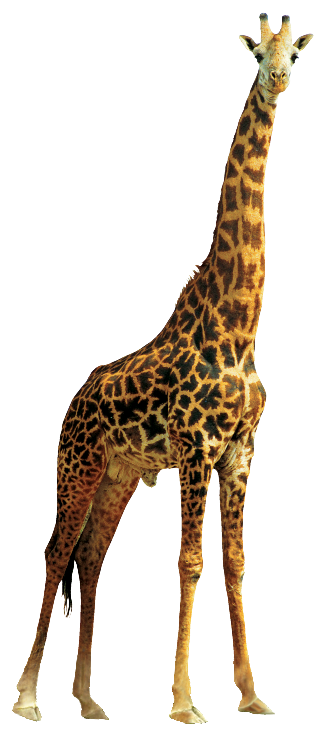 Giraffa di alta qualità png