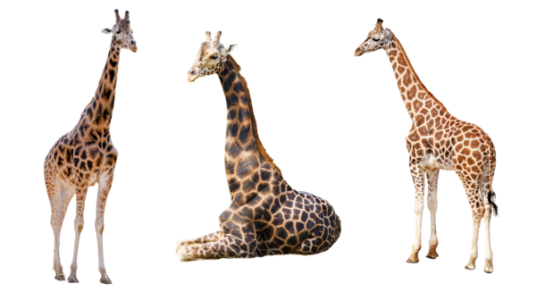 Giraffe PNG File