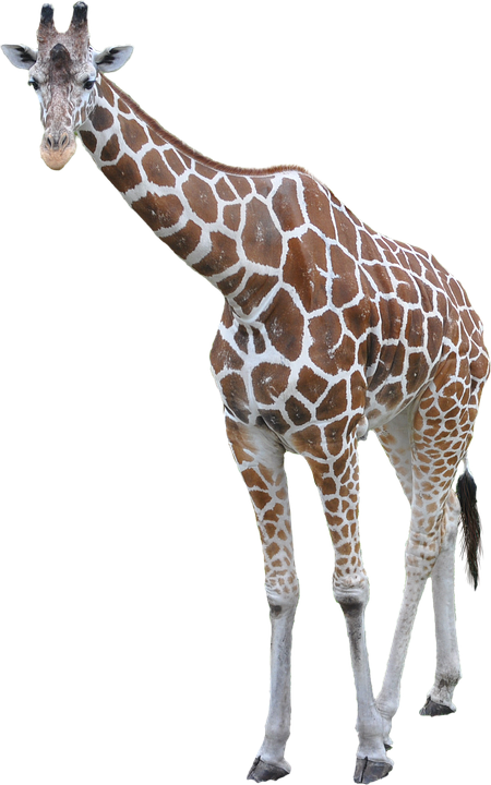 Girafe png hd