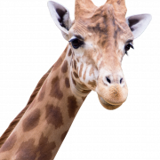 Giraffe PNG Images