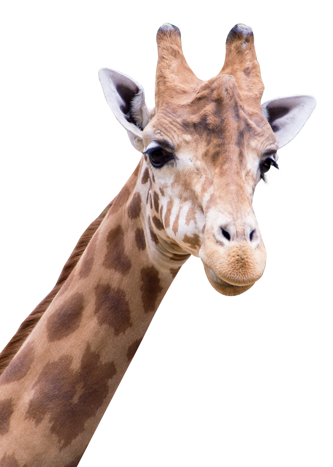 Giraffe PNG Images