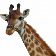 Giraffe png pic