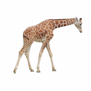 Giraffe PNG Picture