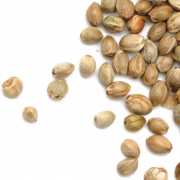 Семена конопли