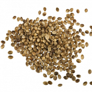 Imagens de sementes de cânhamo