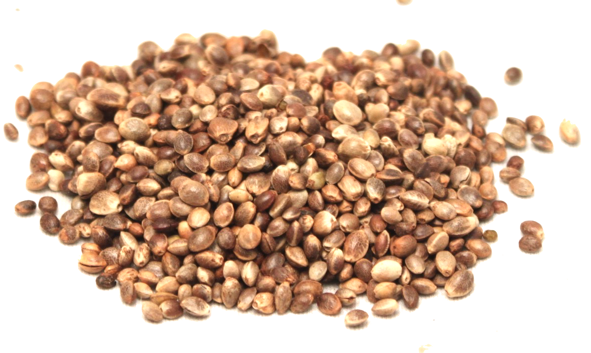 Hemp Seeds PNG Picture