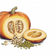 Pumpkin Seeds High Quality PNG