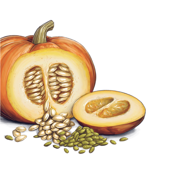 Pumpkin Seeds High Quality PNG