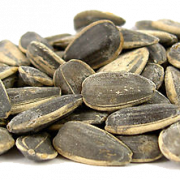 Sunflower Seeds Free Download PNG